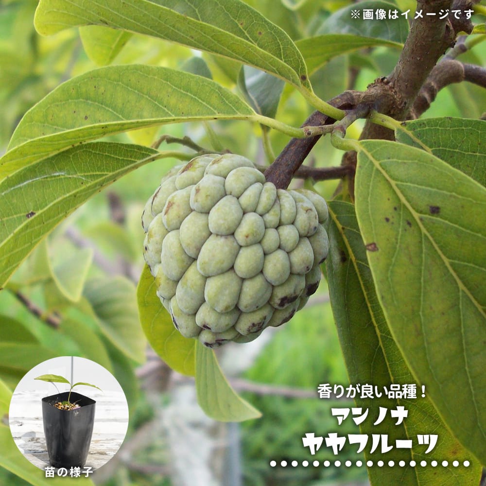 楽天市場】ナツメ 【シンキョウナツメオウ】 1年生苗 : 苗木部