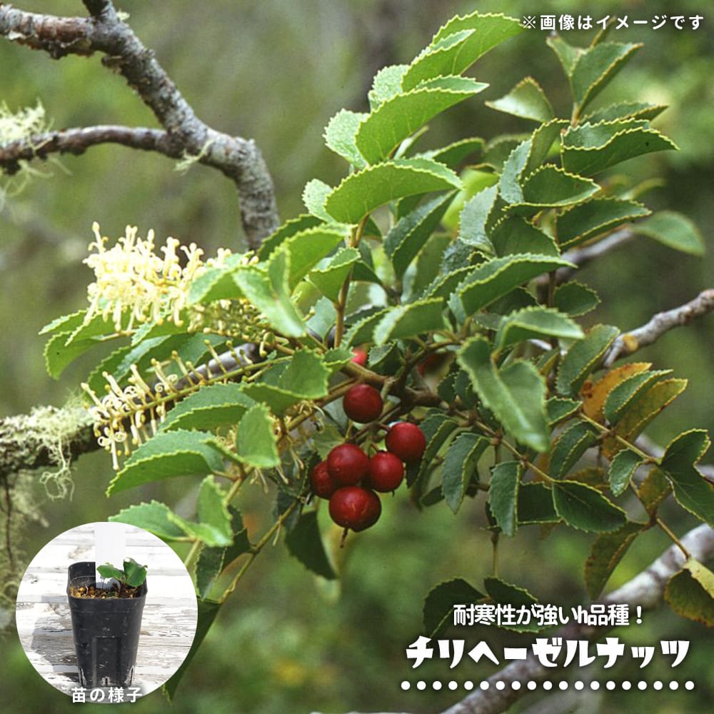 ジャボチカバ | 大阪の植物園-咲くやこの花館－