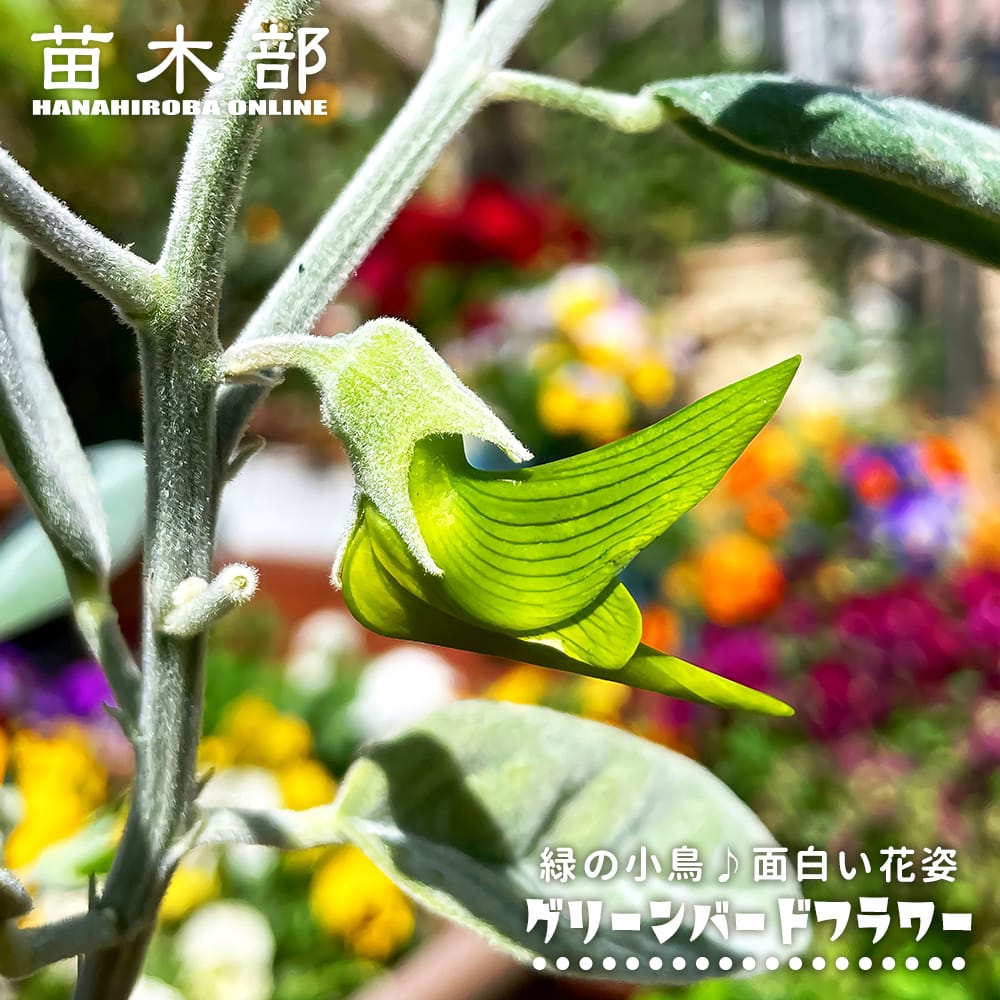 楽天市場】【ピンクライムベリー】 実生 2号ポット苗 : 苗木部 by 花