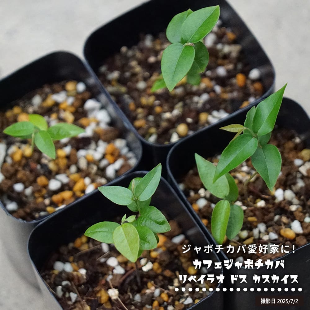 ジャボチカバ実生苗木　花芽付き　☆2 ジャボチカバ実生苗木 花芽付き ☆2