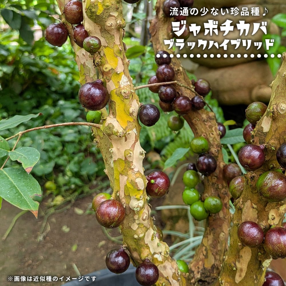 実付16ジャボチカバ　耐寒性サバラ ➁ 実付ジャボチカバ サバラ【半耐寒性】大葉