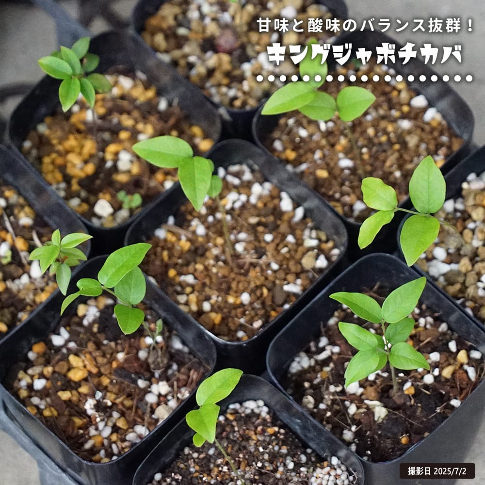ジャボチカバ実生苗木　花芽付き　☆2 コレクション12 苗 販売 苗木部 By 花ひろばオンライン