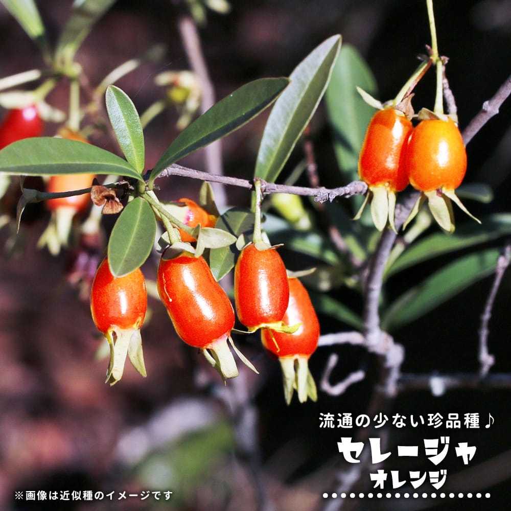 楽天市場】セレージャ 【オレンジ】 2号ポット苗 実生 : 苗木部 by