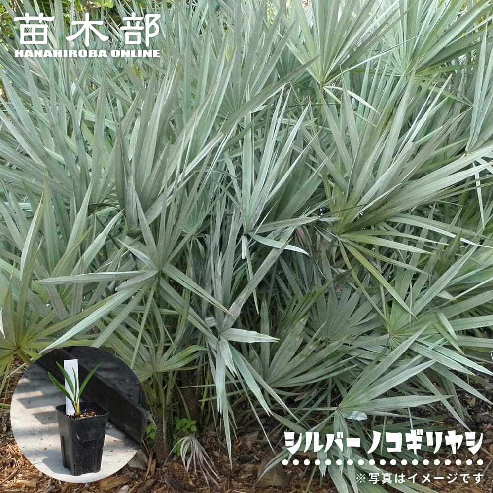 楽天市場】ヤシの木 【ブラヘア カルカレア】 5号 スリット鉢