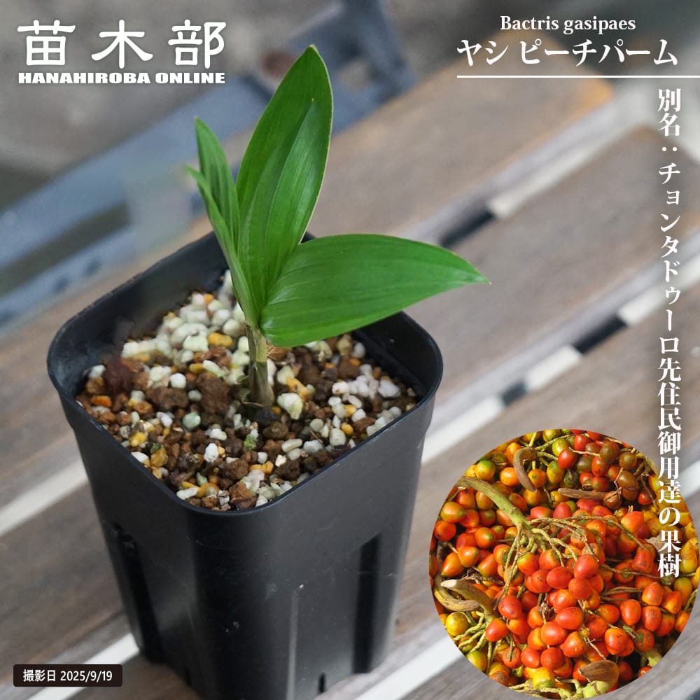 楽天市場】ヤシの木 【ワシントンヤシ（ワシントニア）】 ポット苗