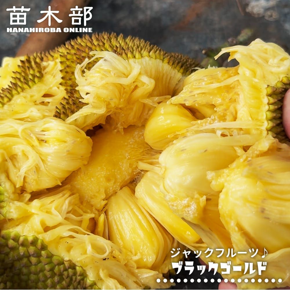 楽天市場】ランブータン R162 実生 3号ポット苗 : 苗木部 by 花