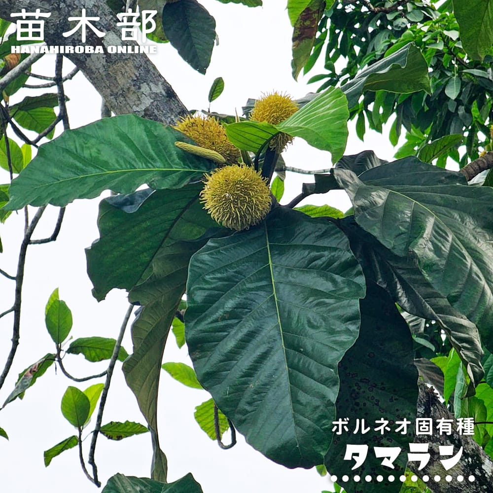 御気に入りの薔薇の見つけ方