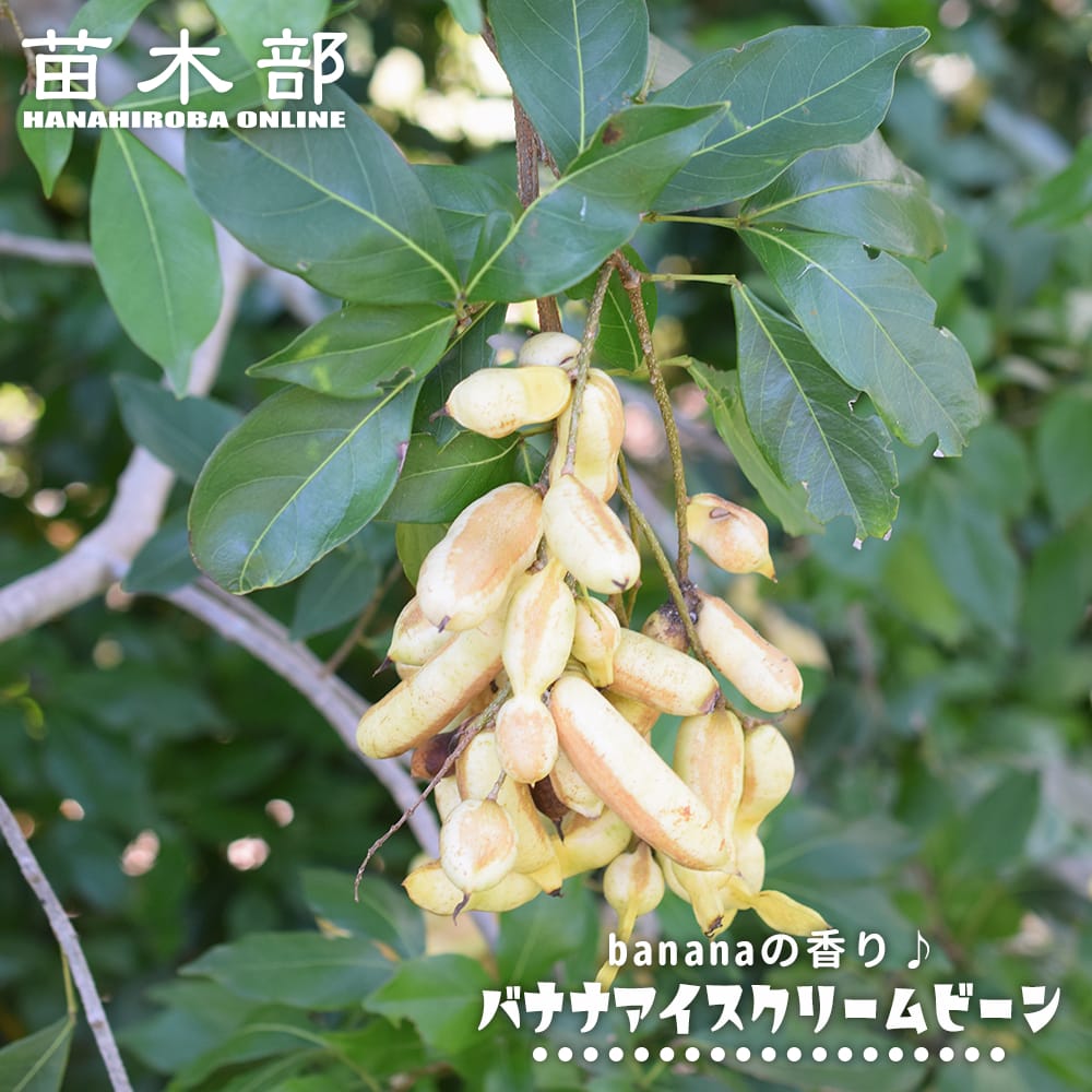 楽天市場】ランブータン R162 実生 3号ポット苗 : 苗木部 by