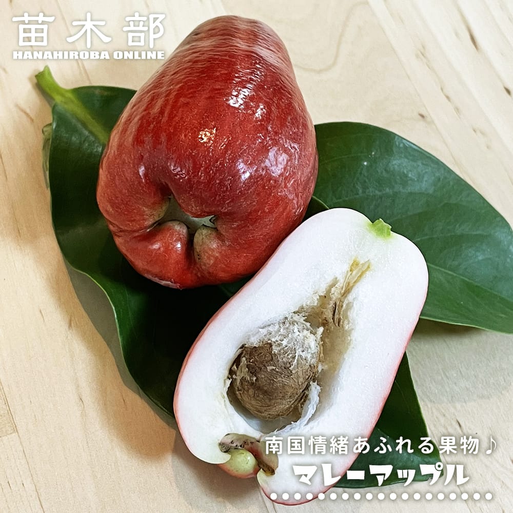 楽天市場】アビウ 【ジャイアント・ゴールデン】 3号ポット実生苗