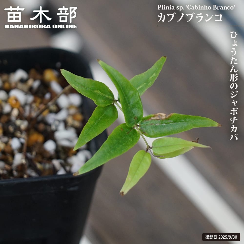 楽天市場】ジャボチカバ 【パープルフレッシュ＆ブランチ】 2号ポット