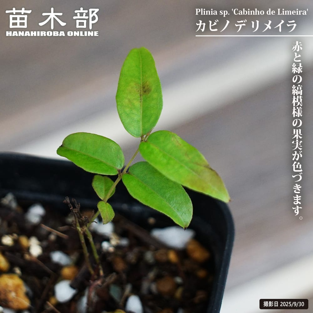 楽天市場】ホワイトジャボチカバ 【ブランカメル】 2号ポット苗