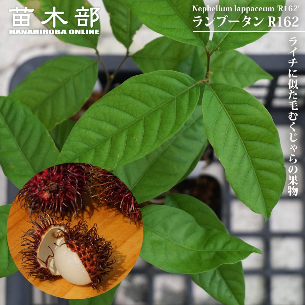 マルーラ　苗 マルーラ | シンボルツリー 苗木/記念樹 苗木 色々な植木・樹木