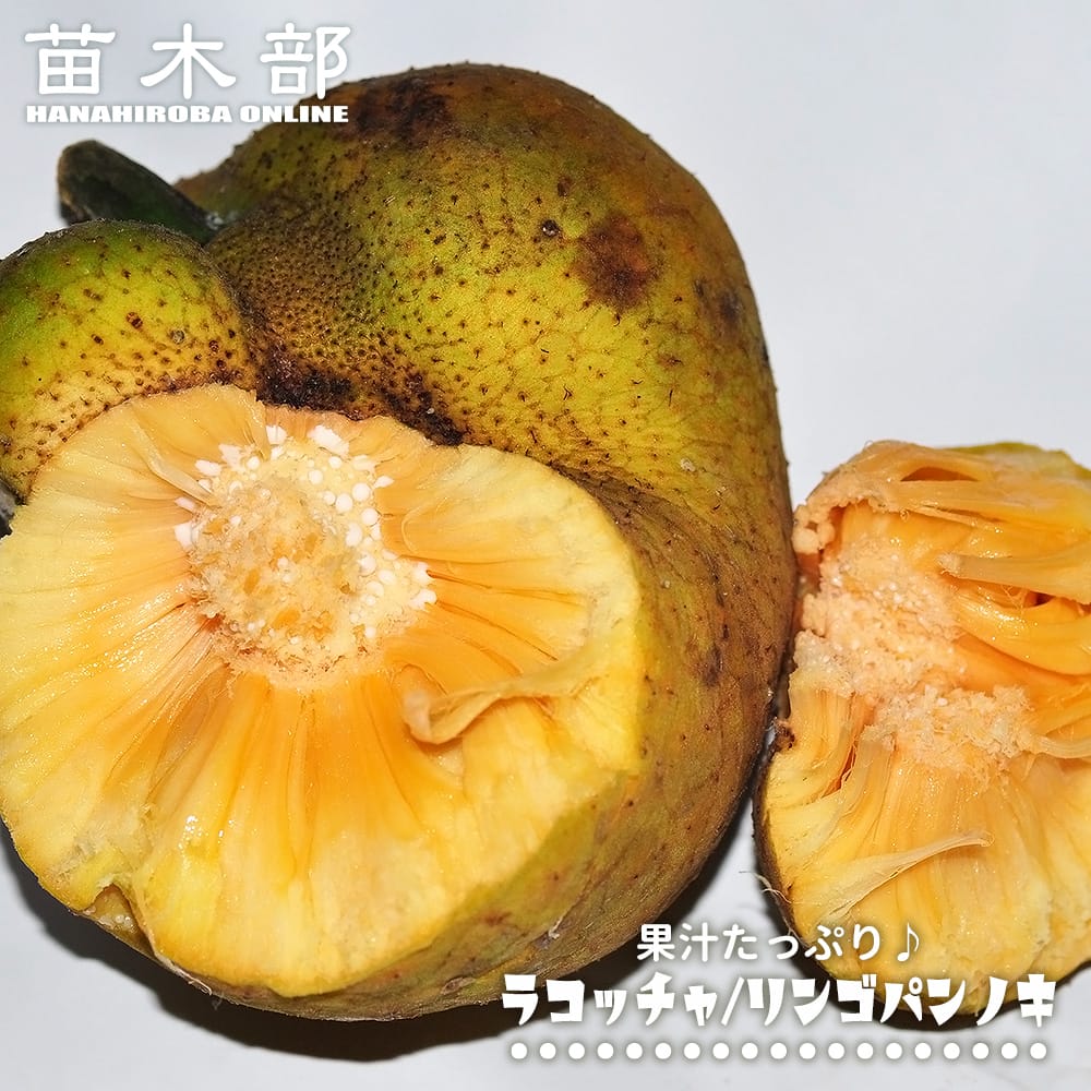 楽天市場】ダージリンバナナ 【レッドタイガー】 実生 3号ポット苗