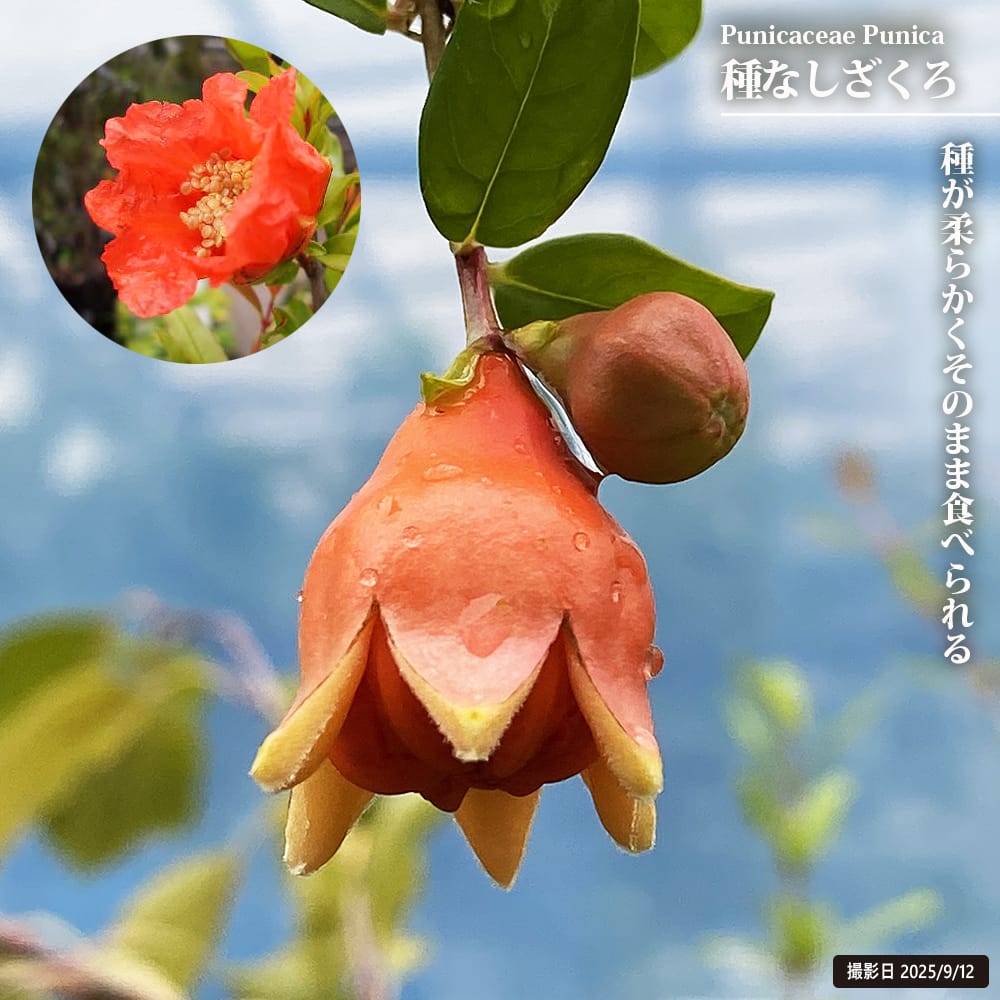 楽天市場】ザクロ苗 種なしざくろ 1年生挿し木苗 : 苗木部 by 花