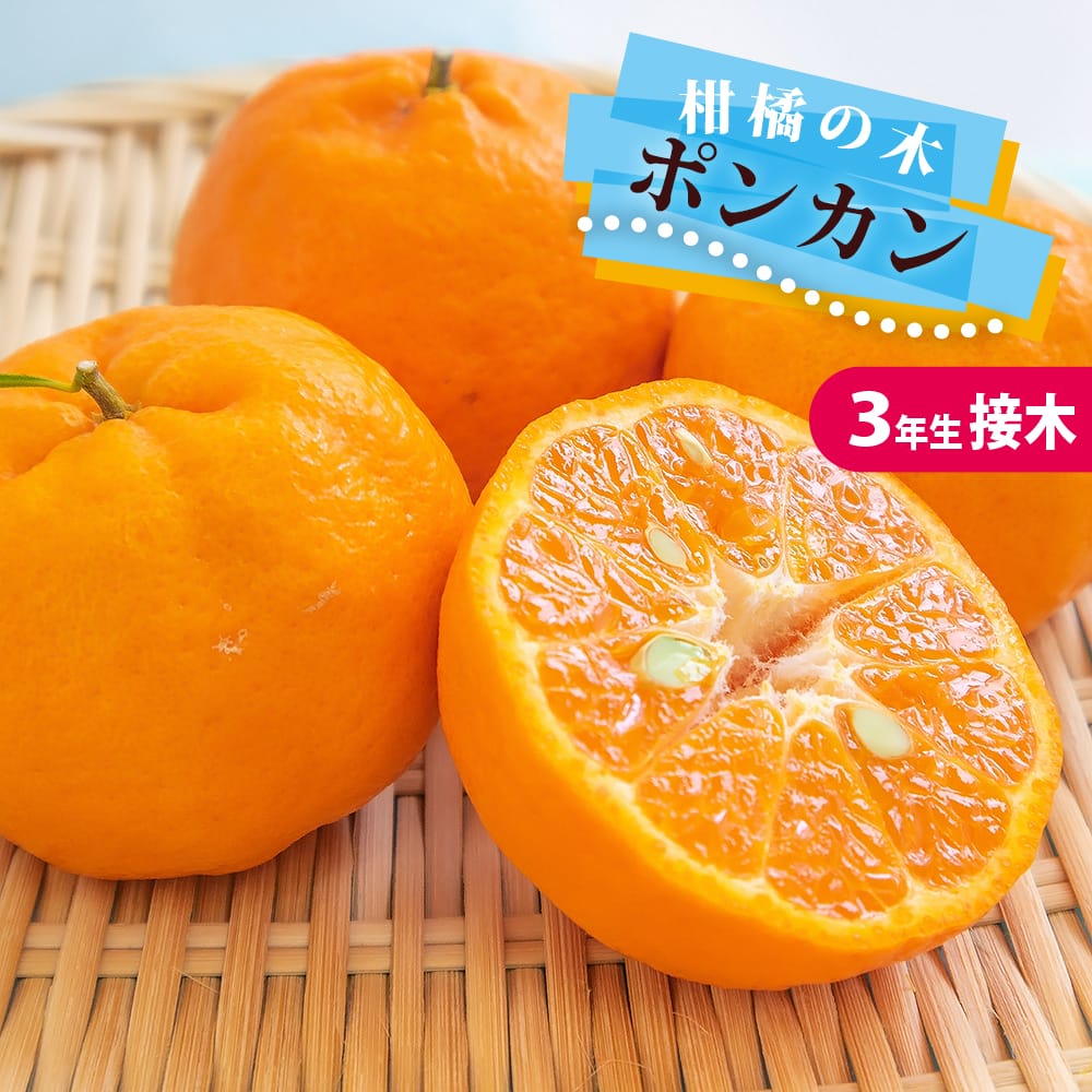 楽天市場】ポンカン 苗 【太田ポンカン】 3年生接木大苗 【産地で剪定