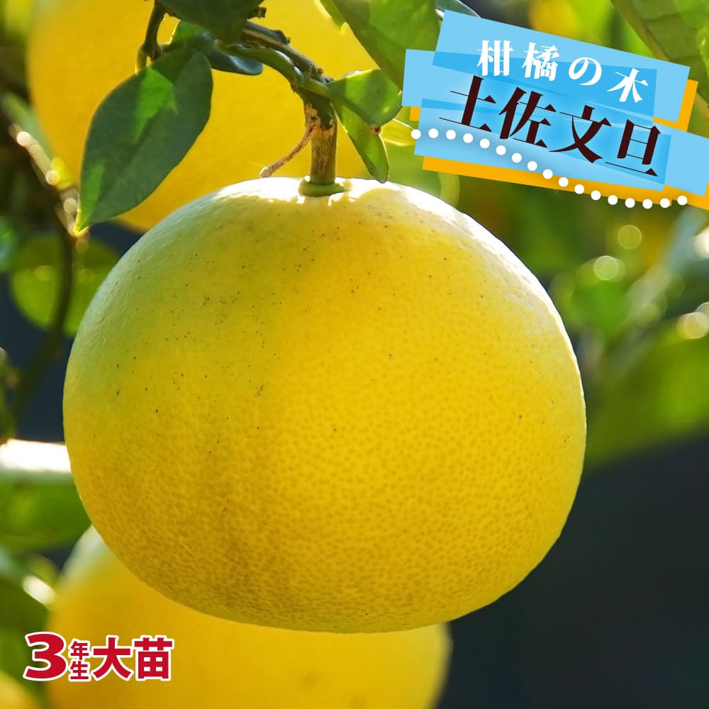 土佐文旦 4L3L10kg はるみ5kセット 楽天市場】土佐文旦 10kgの通販