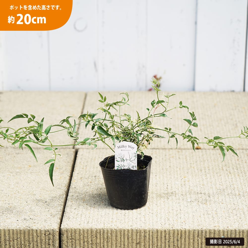 jasmium005-20cm.jpg