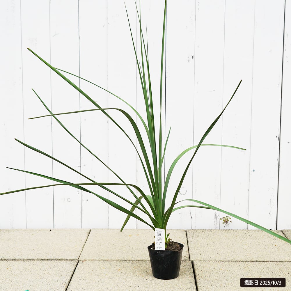 トックリラン　ノリナ　ポニーテール　抜き苗地上50cm(^^)❢ トックリラン ノリナ ポニーテール 抜き苗地上50cm(^^)❢