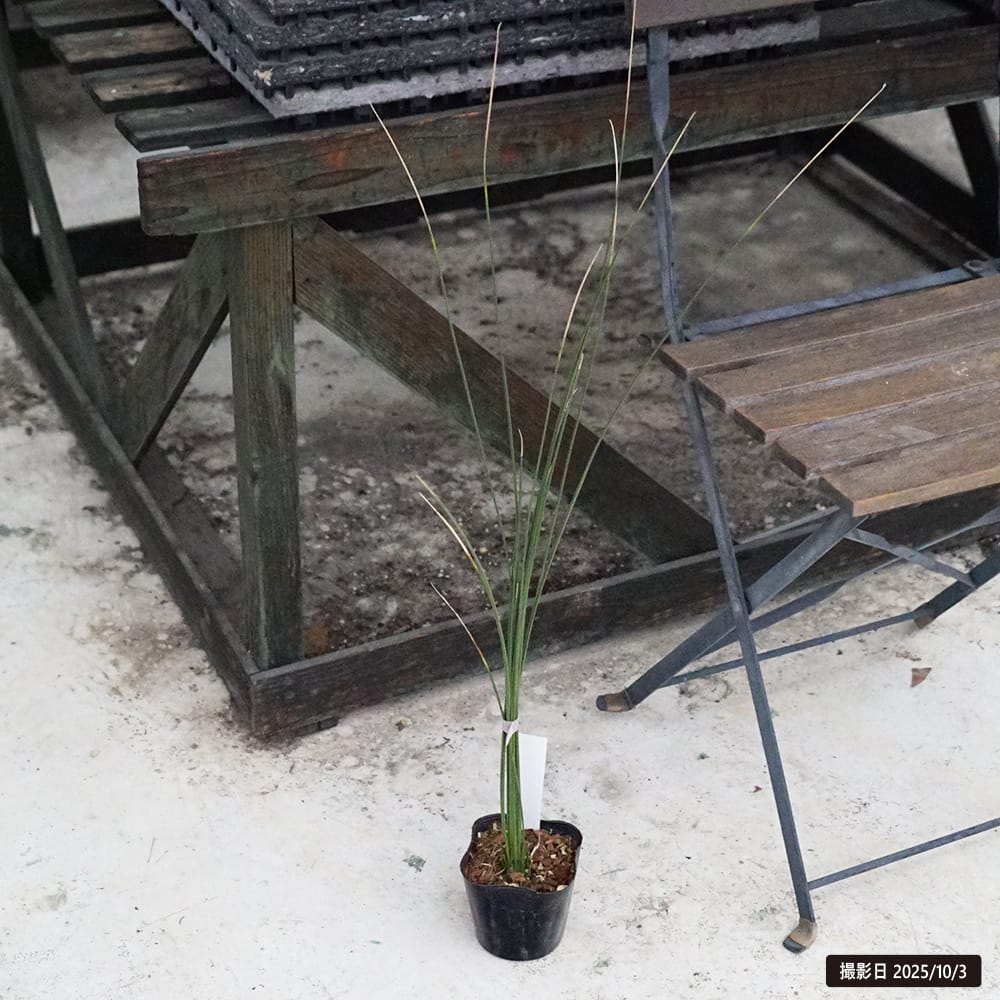 ダシリリオン　ロンギシマム　5苗　抜き苗発送 000000087871-01-l.jpg?t=