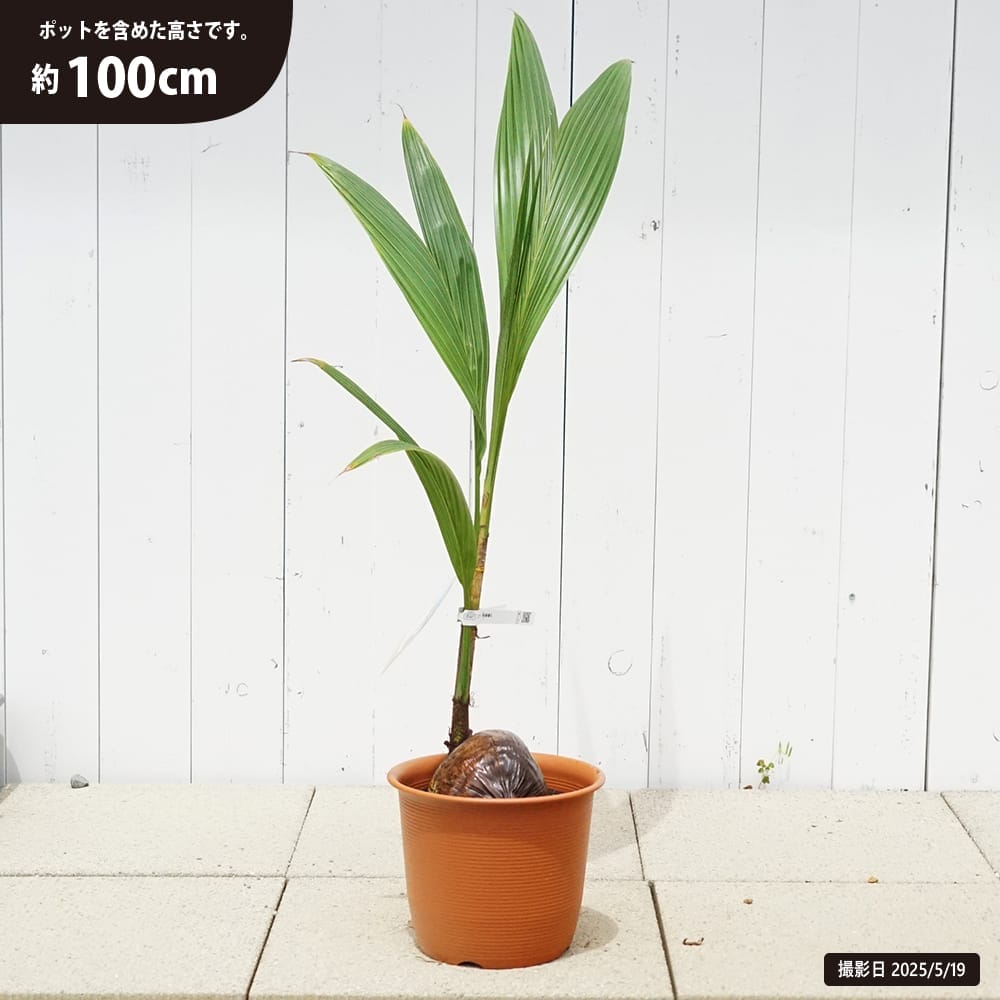 サバルヤシ　サバルパルメット５０本 Amazon｜【観葉植物／種子】Sabal Palmettoパルメットヤシ