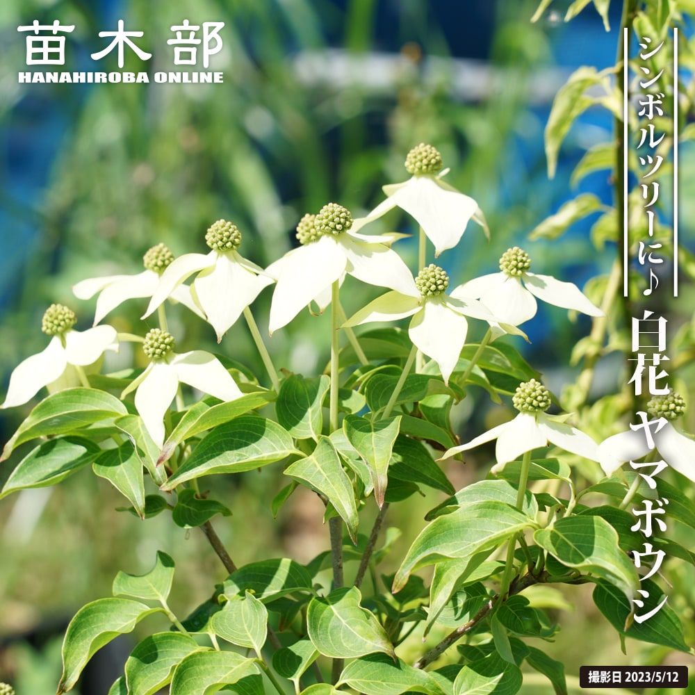 白花 ヤマボウシ本株 株立ち 1.5m ナーセリーポット大苗 【大型宅配便】 北海道・沖縄・離島不可