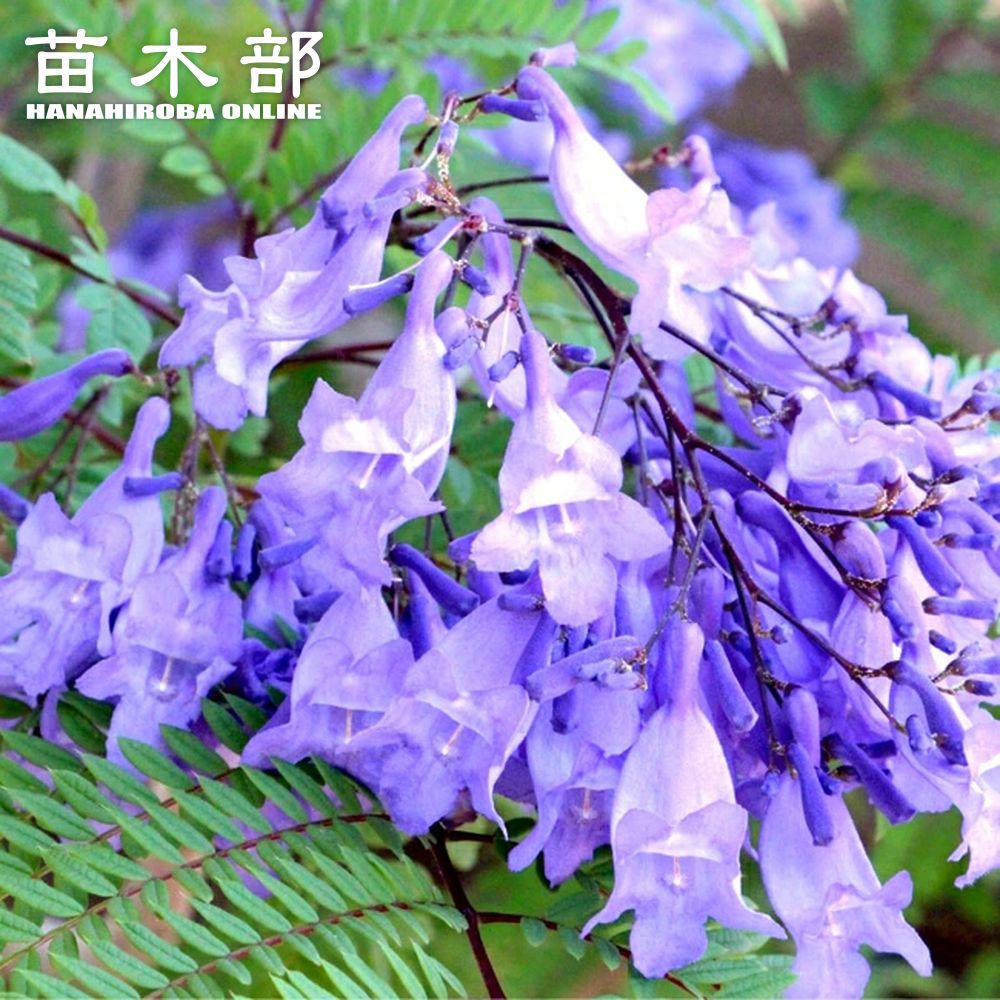 ジャカランダ 日南ブルー 大苗 高級品 紫雲木（しうんぼく) 矮性 希少