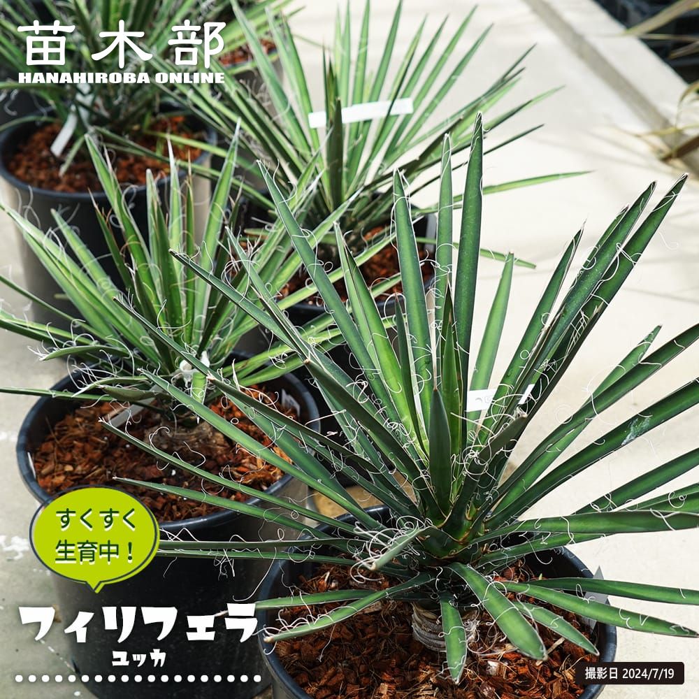 楽天市場】【トンプソニアーナ】ユッカ ナーセリーポット大苗 耐寒性南 