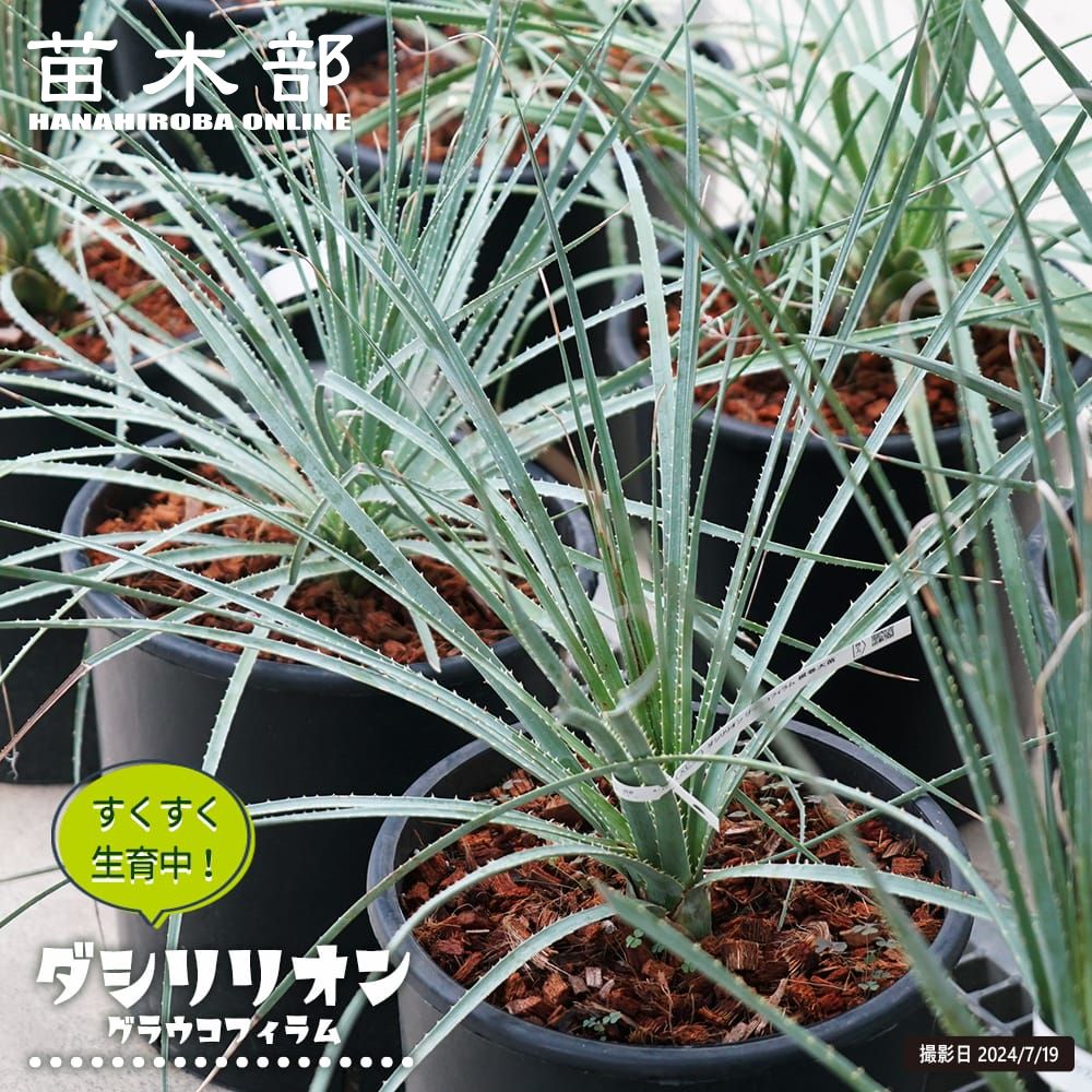 楽天市場】【トンプソニアーナ】ユッカ ナーセリーポット大苗 耐寒性南