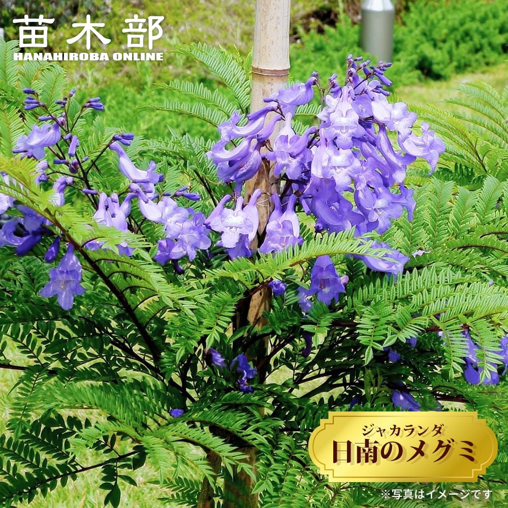 御気に入りの薔薇の見つけ方
