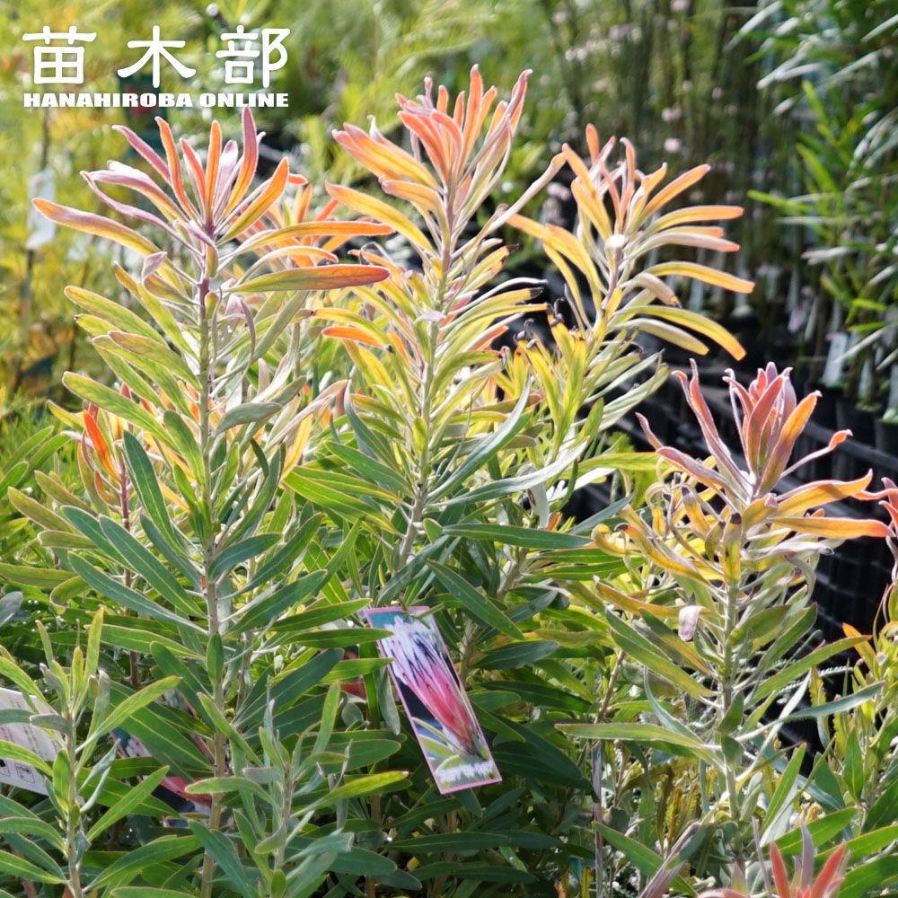 御気に入りの薔薇の見つけ方