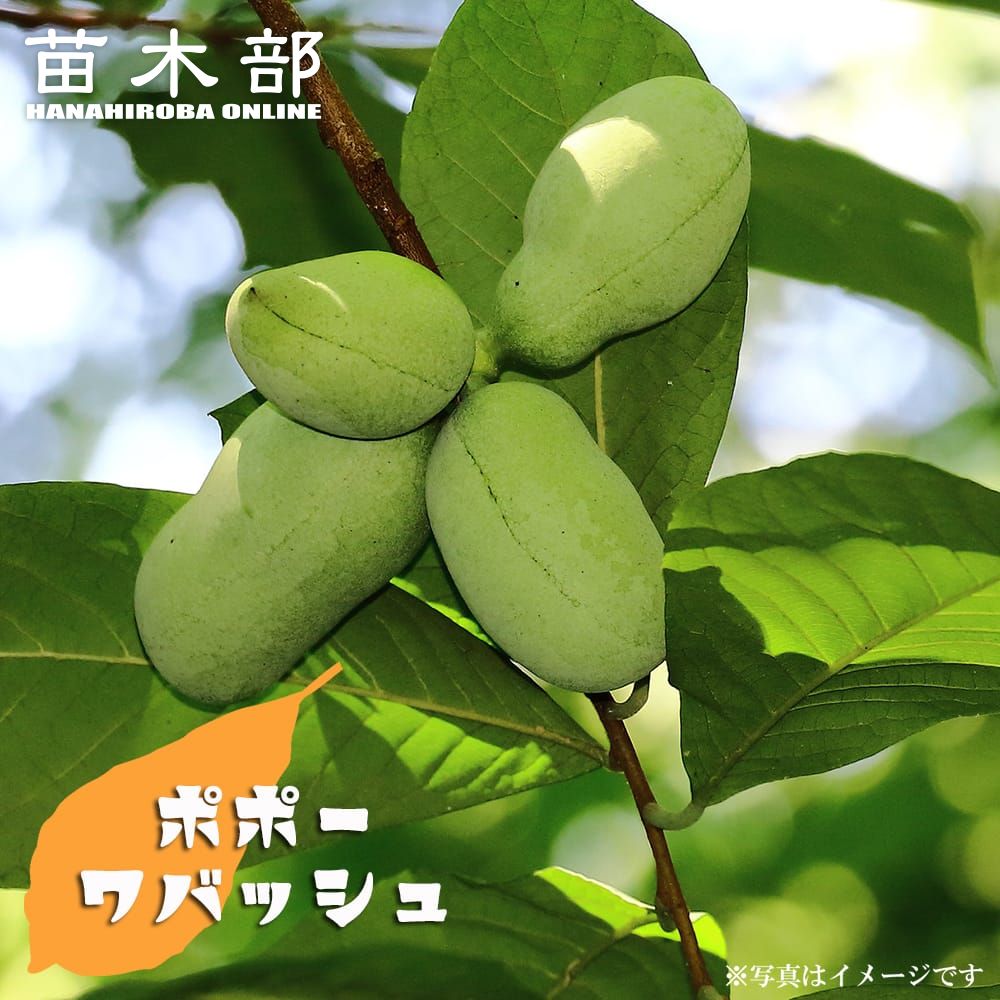 ポポー 苗木 【ワバッシュ】 3年生接木大苗 8号ポット｜苗木部 ｂｙ 花ひろばオンライン 26,398円