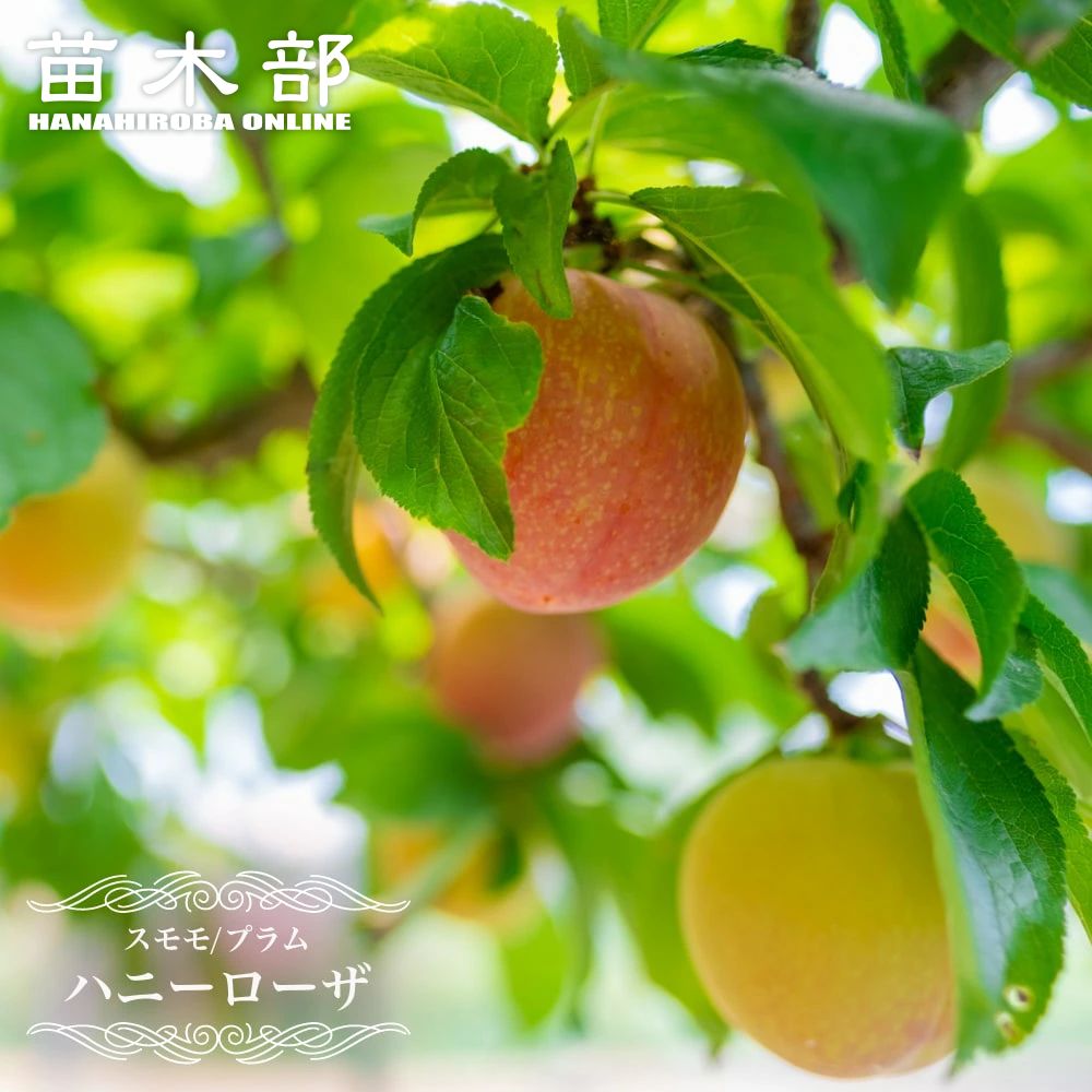 御気に入りの薔薇の見つけ方