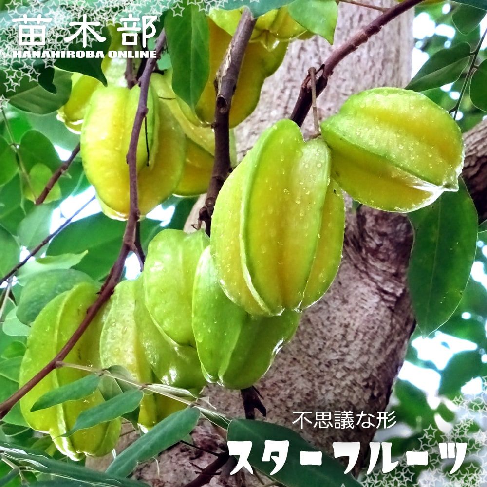 御気に入りの薔薇の見つけ方