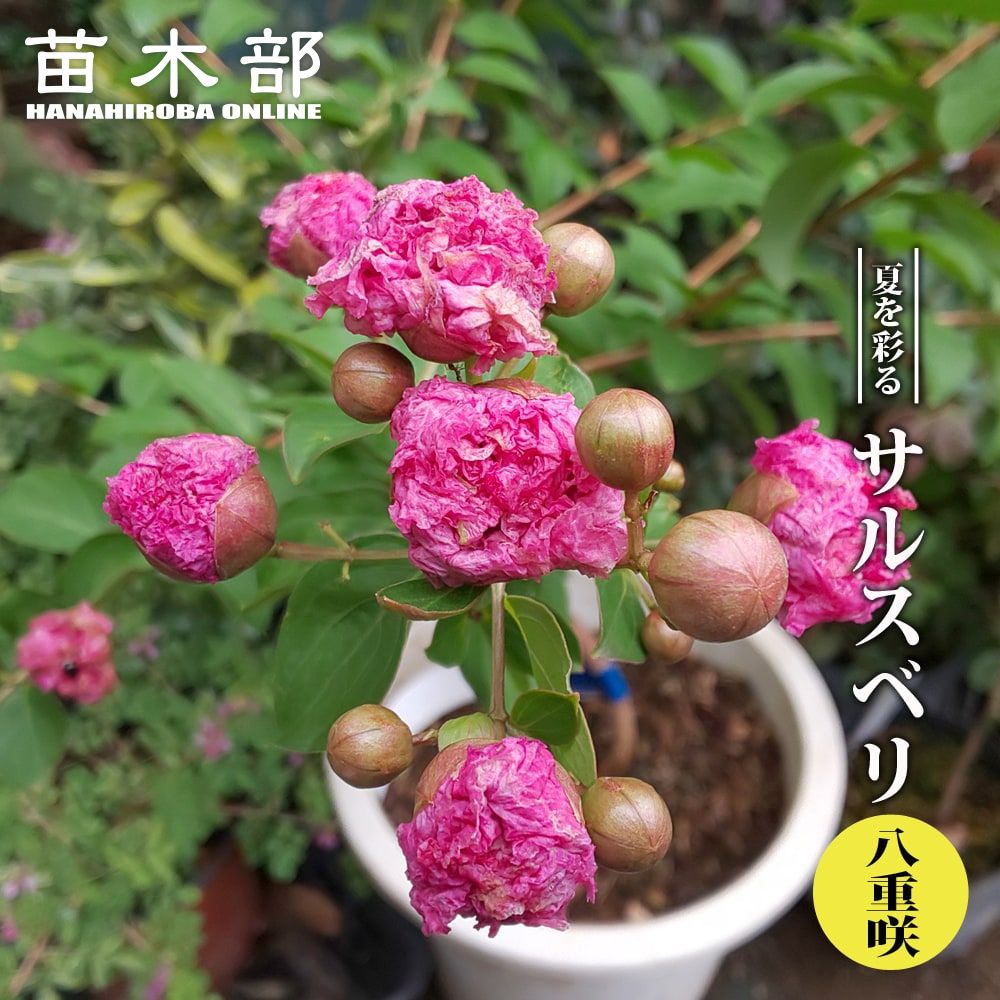 楽天市場】ザクロ苗 【紅風車】 3.5号ポット苗 【ハナヒロバリュー