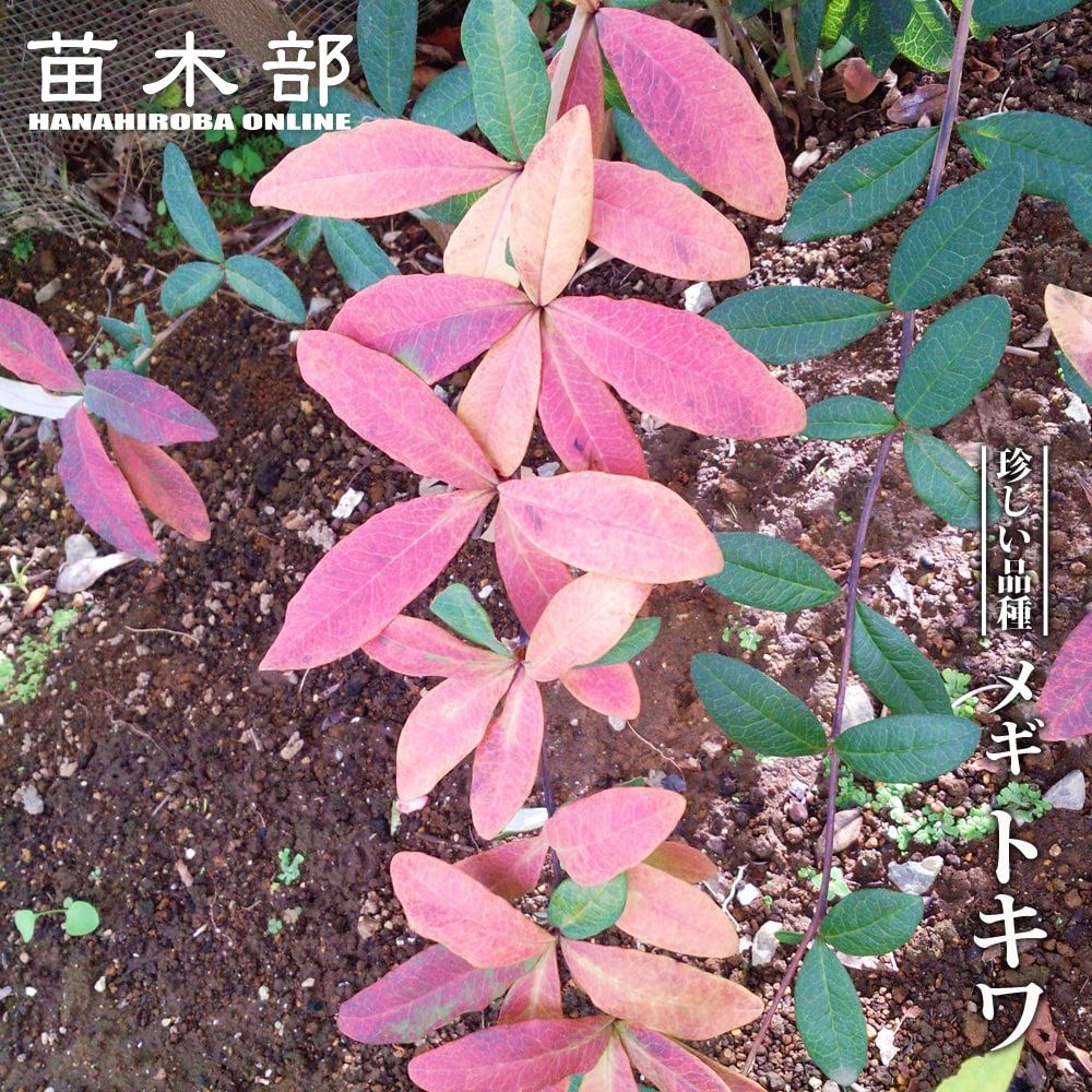 楽天市場】マングローブ メヒルギ苗(h27) : 千草園芸