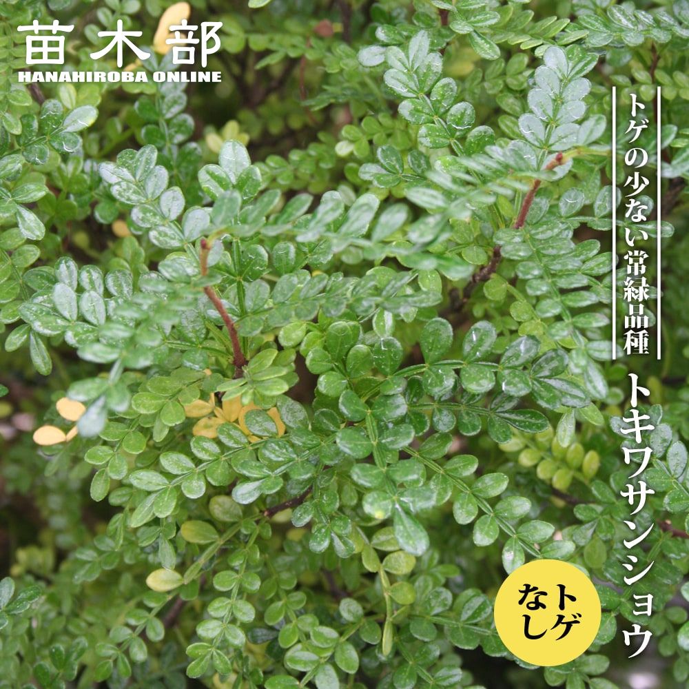 楽天市場】楽天スーパーセール対象商品 山椒の木 【朝倉さんしょう