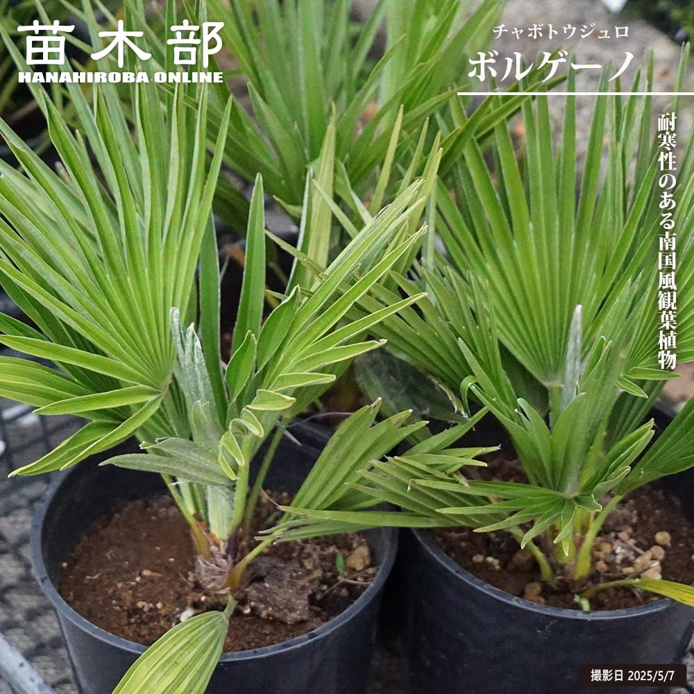 御気に入りの薔薇の見つけ方