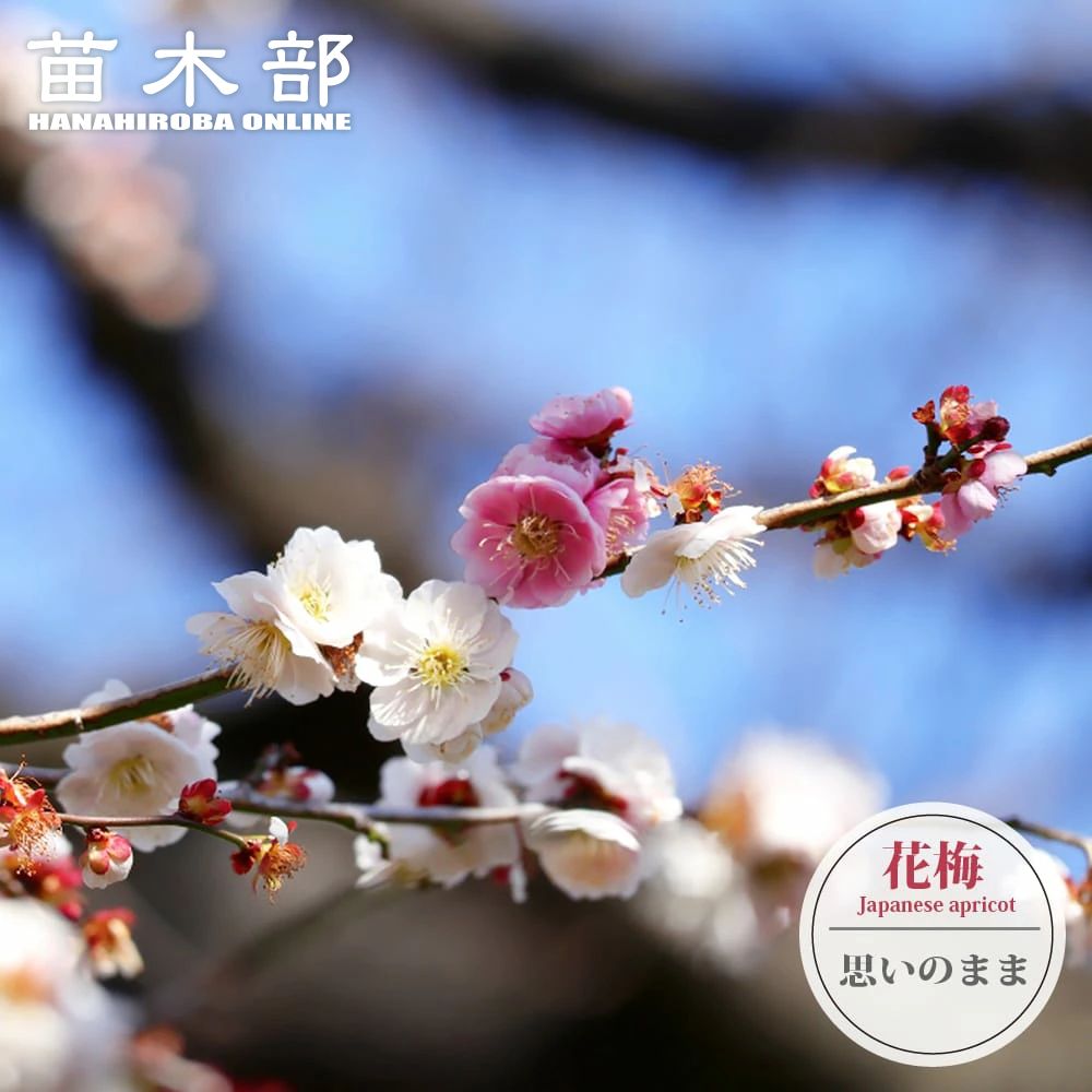 楽天市場】【鹿児島紅梅】 花梅 1年生接木 苗 : 苗木部 by 花ひろば