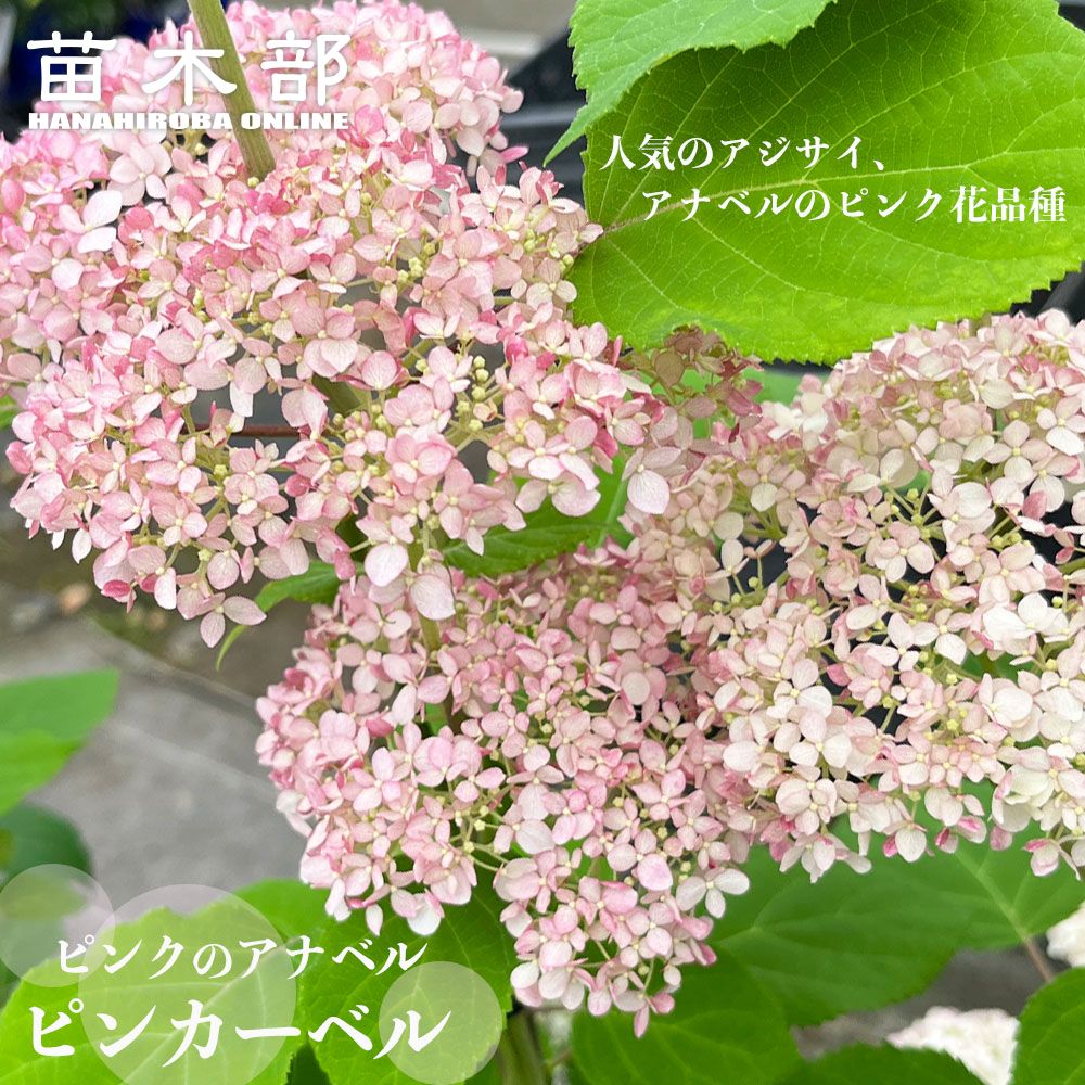 八重咲きアナベル 八重咲きアナベル・紫陽花 『ヘイズ・スターバースト』 | すべて