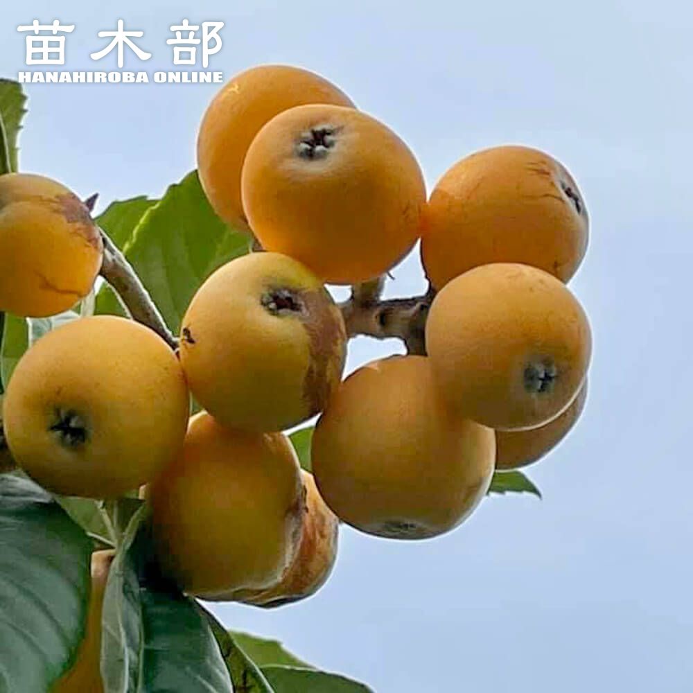 楽天市場】びわ 苗木 【田中びわ】 1年生接木苗 : 苗木部 by 花