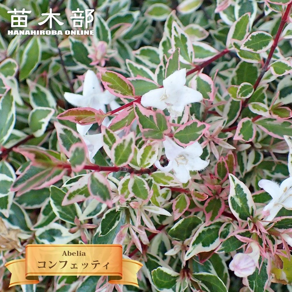 超美株　ヘアピン　バンクシア　スピヌローサ　5.5号　④ 楽天市場】バンクシア・ヘアピン （スピヌロサ） 5号ポット苗