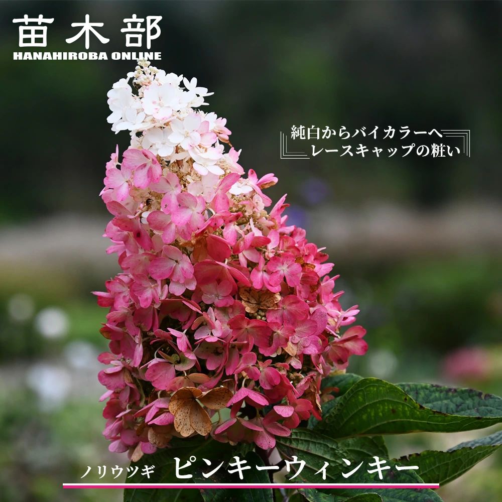 楽天市場】楽天スーパーセール対象商品 紫陽花 【サンデーフレーズ