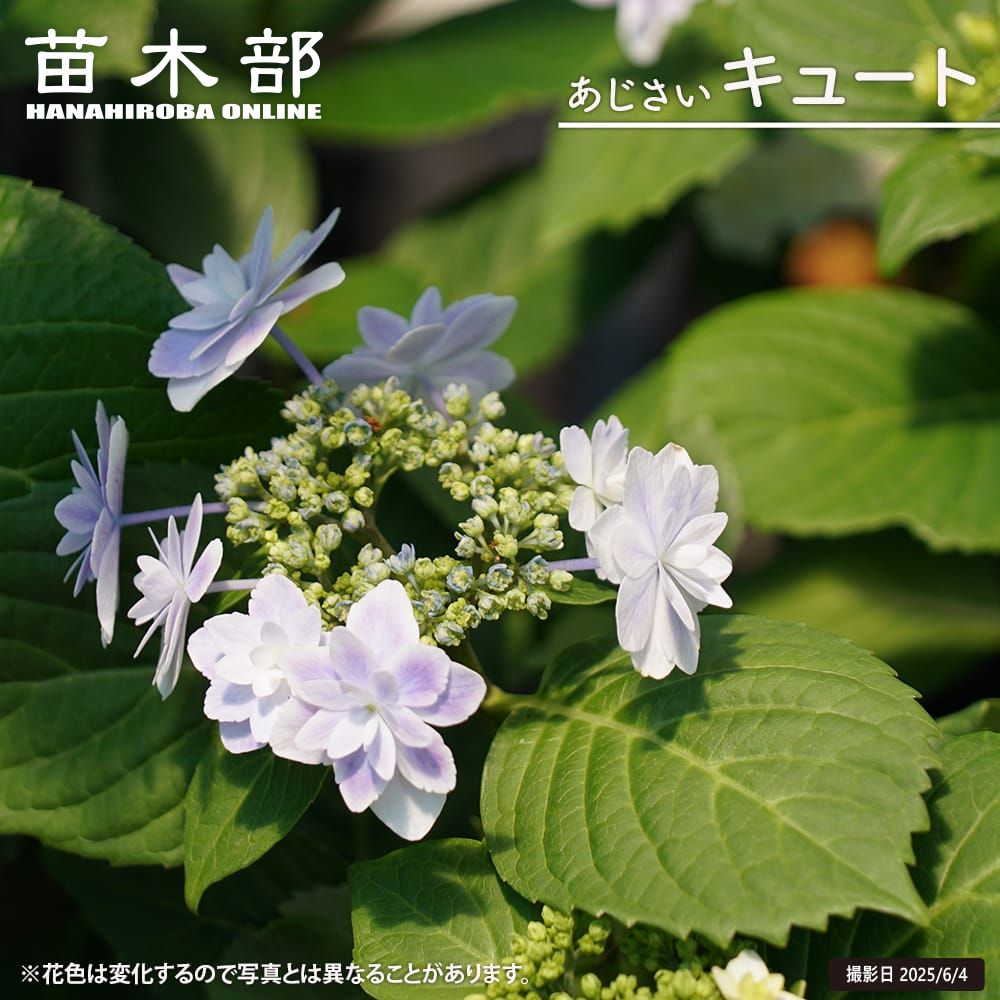 紫陽花カット枝5本 メルカリ便発送致します！ 紫陽花カット枝5本 メルカリ便発送致します！