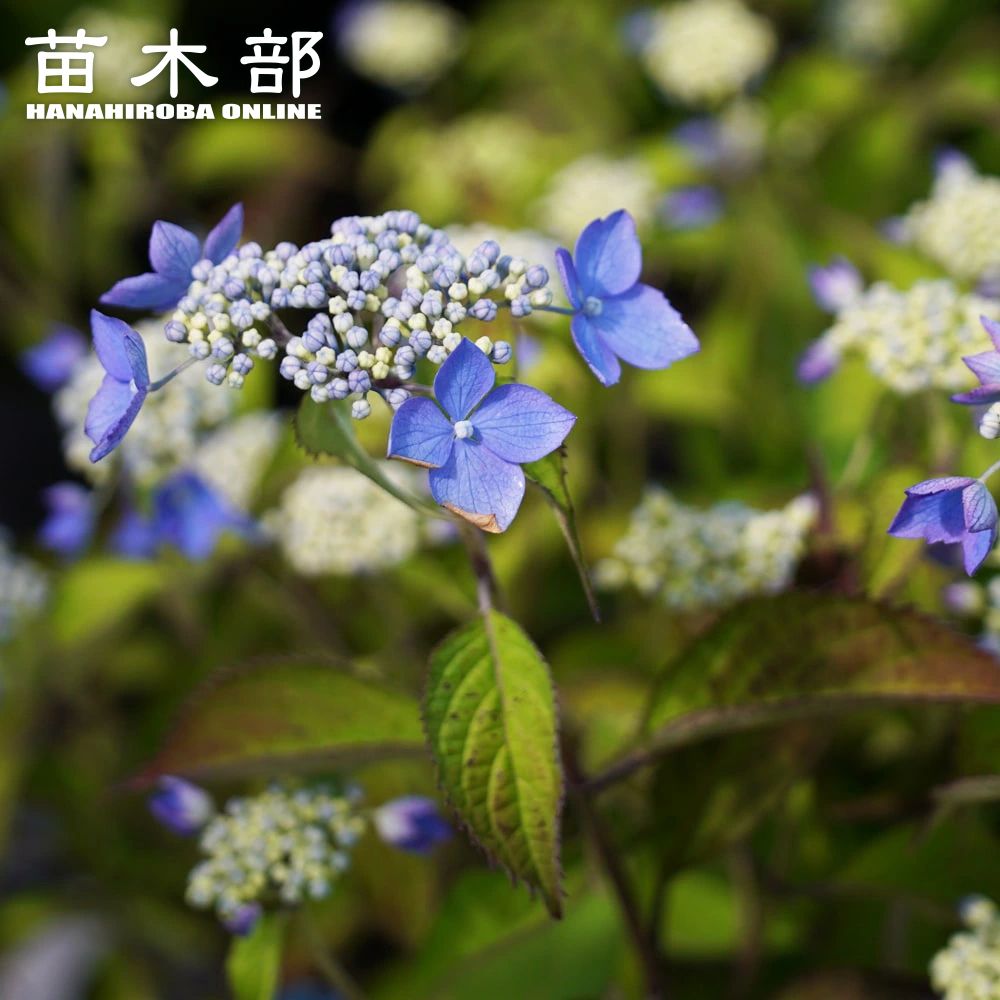 楽天市場】紫陽花 ガーデンアジサイ 【シンデレラ】 5号ポット苗