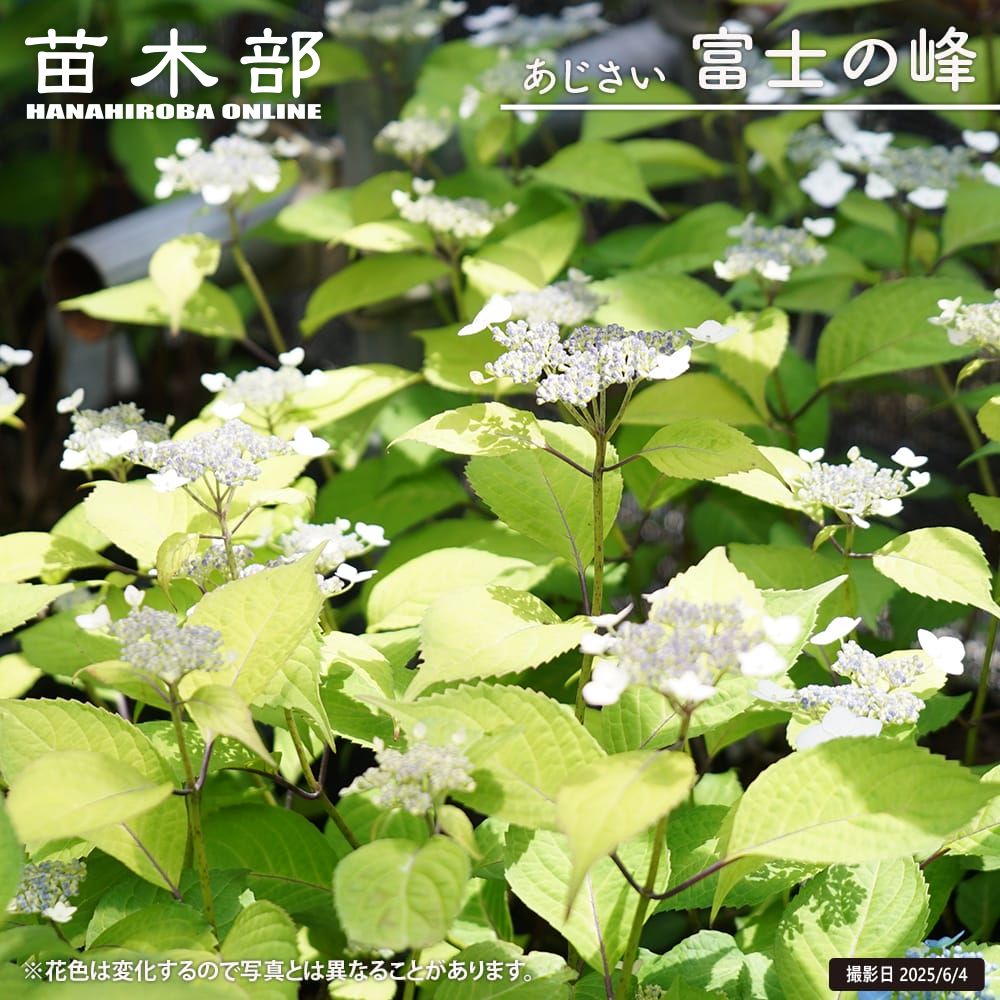 楽天市場】紫陽花 ヤマアジサイ 【土佐のまほろば】 ポット苗 : 苗木部