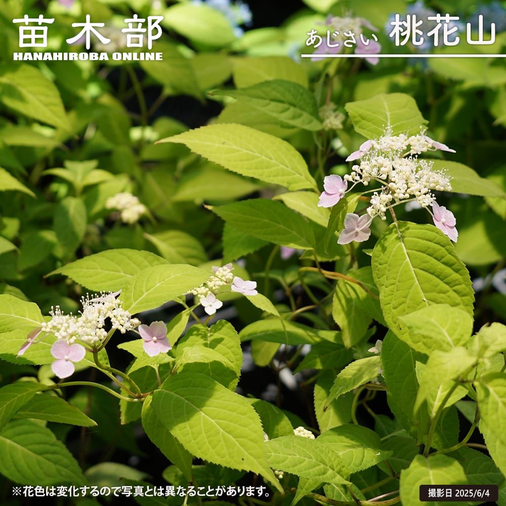 新品種 ヤマアジサイ 九重桃姫  挿し穂2本 新品種 ヤマアジサイ 九重桃姫 挿し穂2本 九重桃姫
