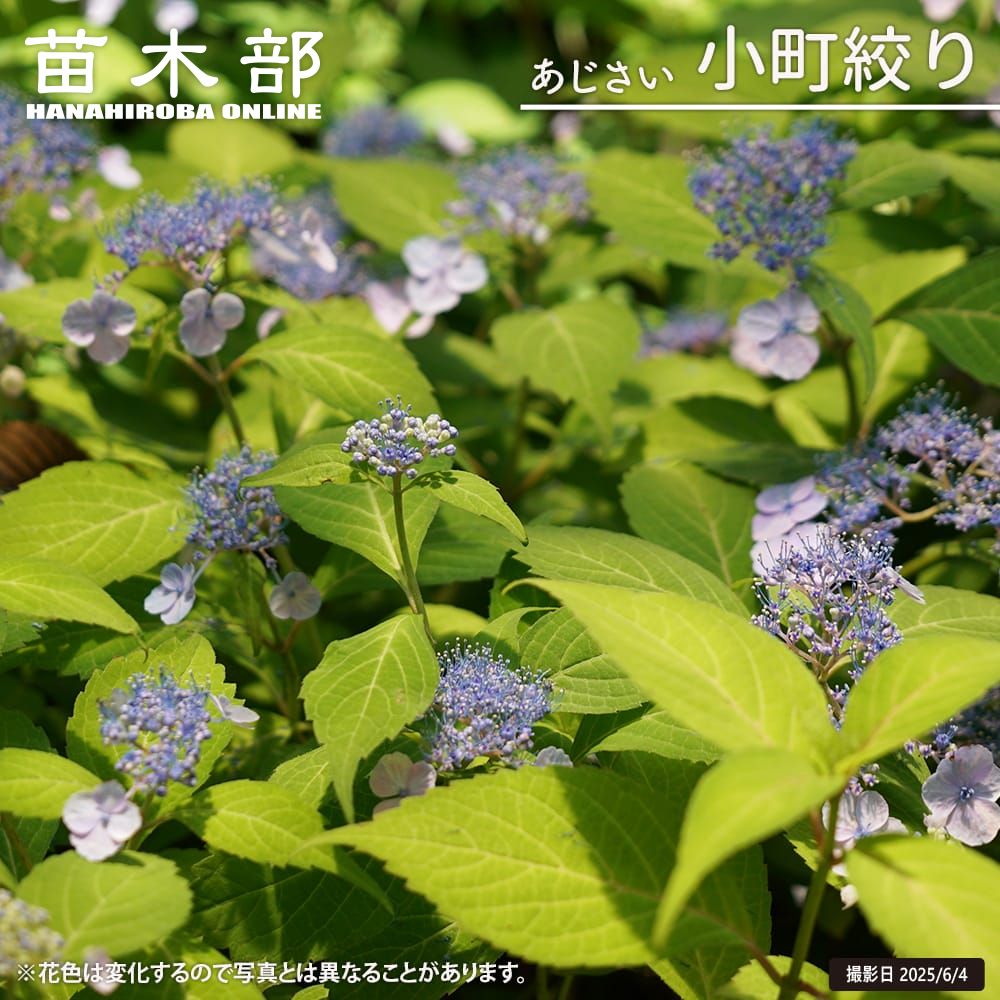 楽天市場】紫陽花 ヤマアジサイ 【七段花（しちだんか）】 5号