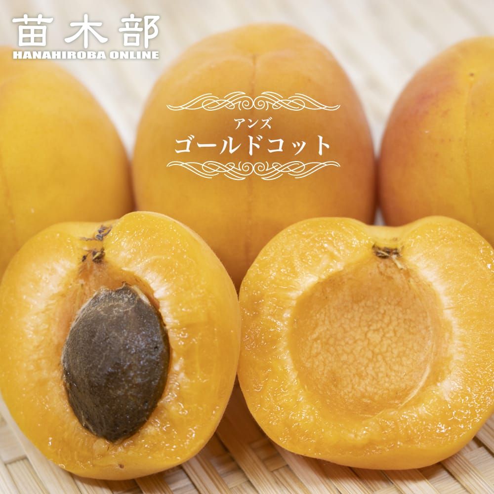 楽天市場】【信州大実あんず】 1年生接木苗 苗木 : 苗木部 by 花