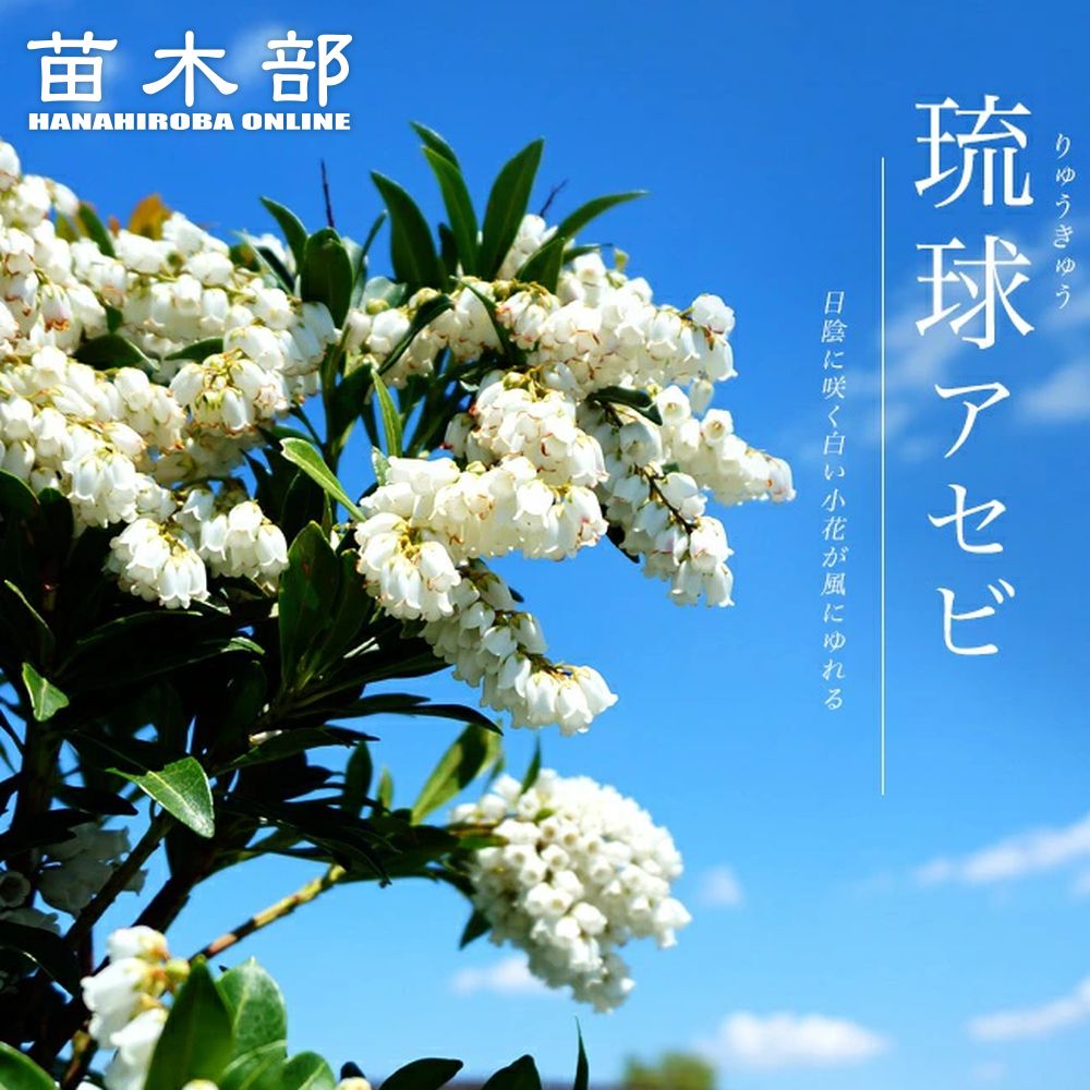 楽天市場】花芽つき 【白花アセビ】 根巻き大苗 : 苗木部 by 花
