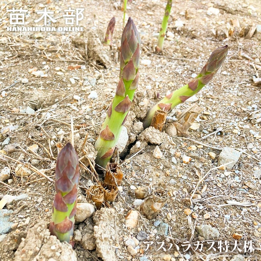 アスパラ苗 200本 楽天市場】アスパラガス苗 9cmポット苗 【 2個セット 】苗